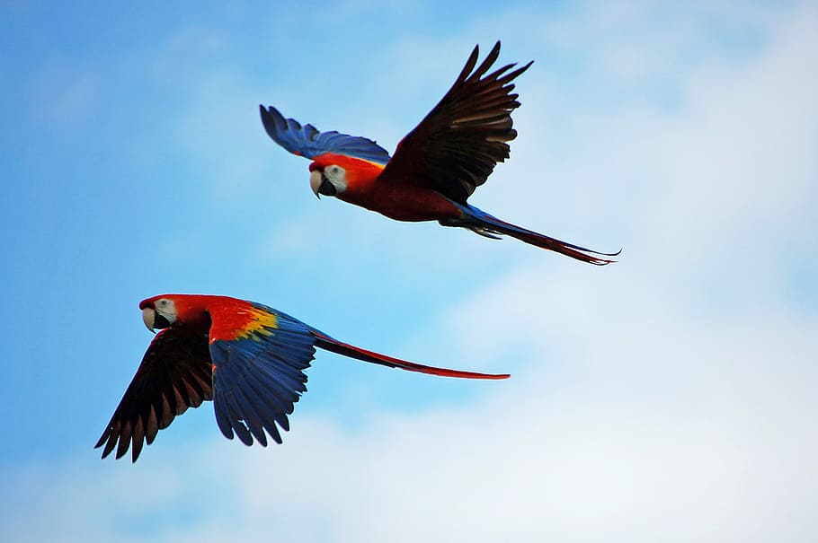 two scarlet macaws, parrots, parrot, pair, flying, red, blue, yellow, scarlet, macaw