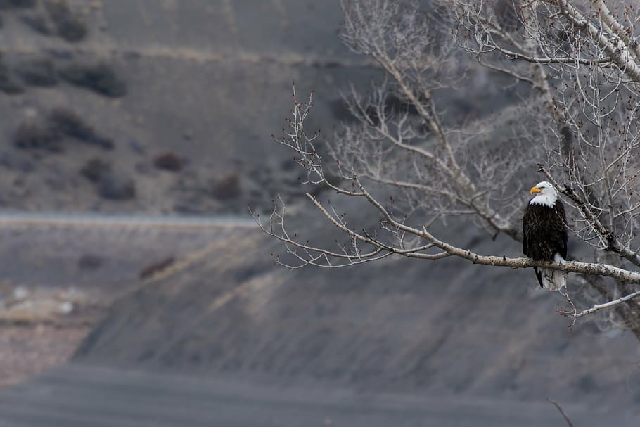 shallow, focus photography, bald, eagle, resting, tree, branch, plant, nature, snow