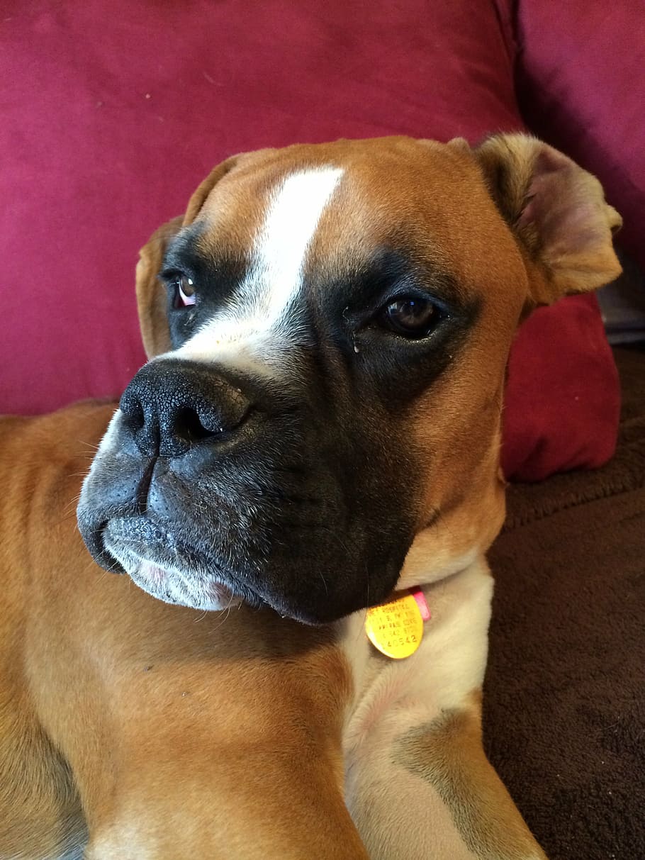 boxer, dog, happy, animal, breed, humor, adorable, friend, puppy, pet