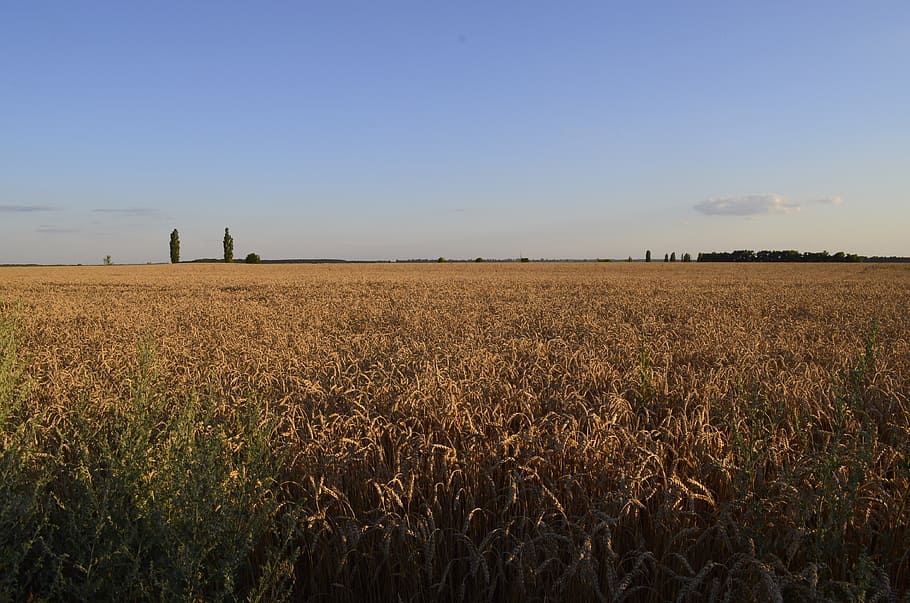 field, wheat, nature, summer, kolos, sky, wheat ripens, agriculture, landscape, cereals