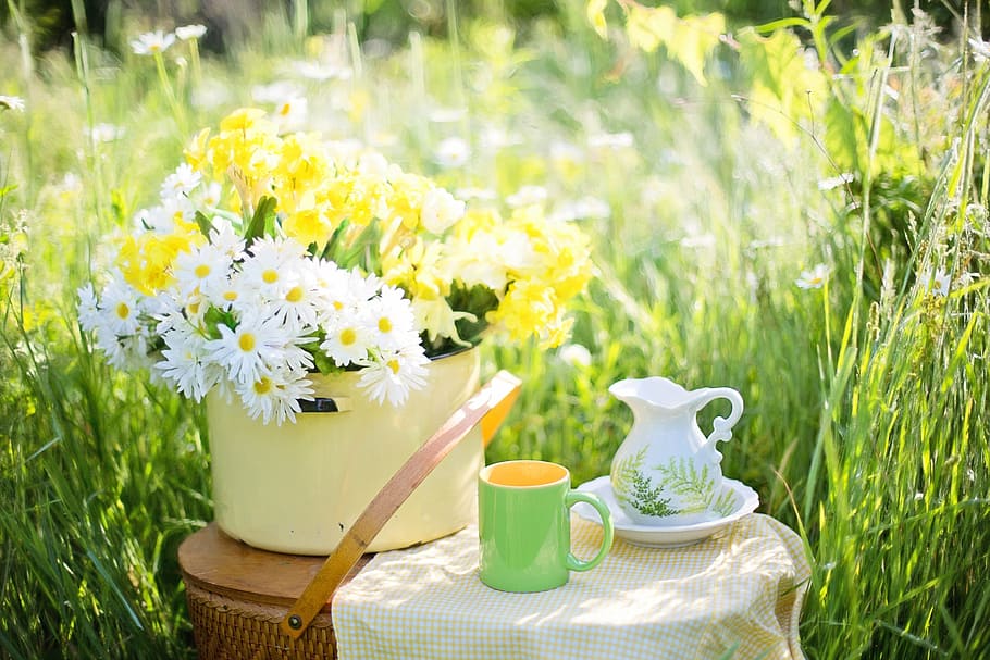 white, yellow, daisies, stock pot, summer, flowers, nature, green, bloom, tea