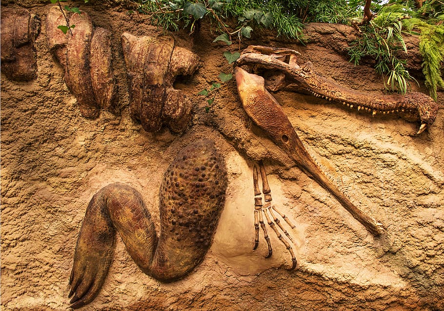 fósil, arenisca, antiguo, cocodrilo, dinosaurio, fosilizado, arena, geología, prehistórico, paleontología