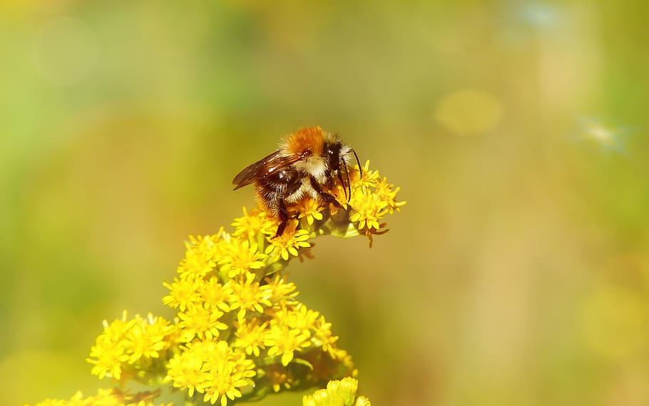 bumblebee ore, pszczołowate, apiformes, antennae, animals, nature, at the court of, invertebrates, closeup, plant