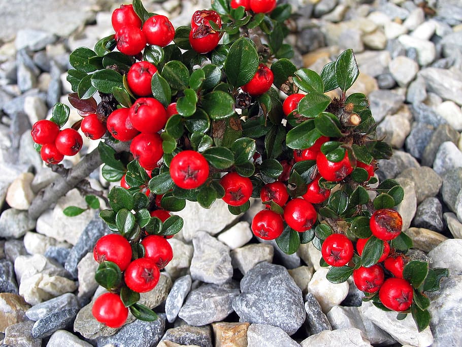 Cotoneaster, Groundcover, Red, Berries, red berries, gravel bed, rocks, plant, nature, close-up