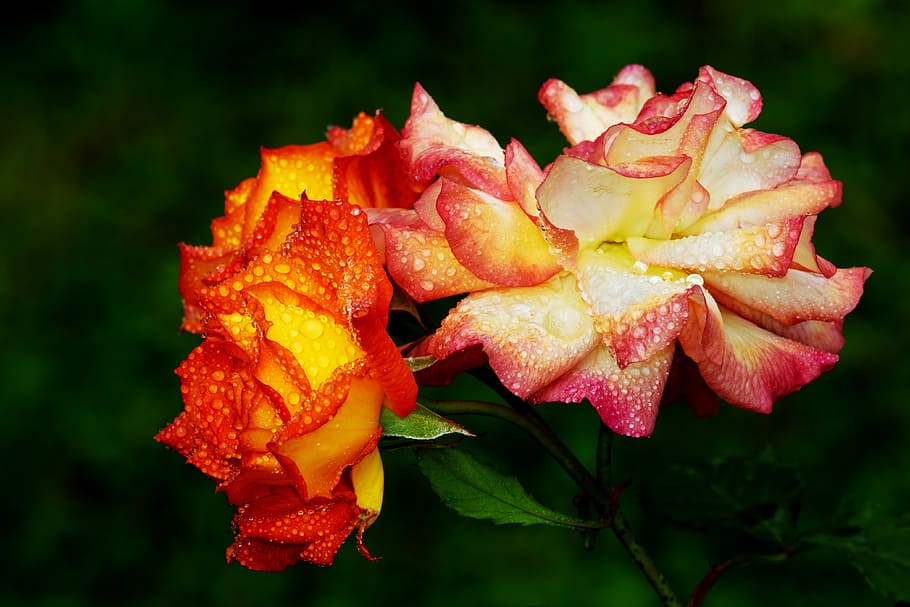 close-up photo, red-and-yellow, roses, dews, bloom, garden, flower fullness, noble roses, flower, blossom