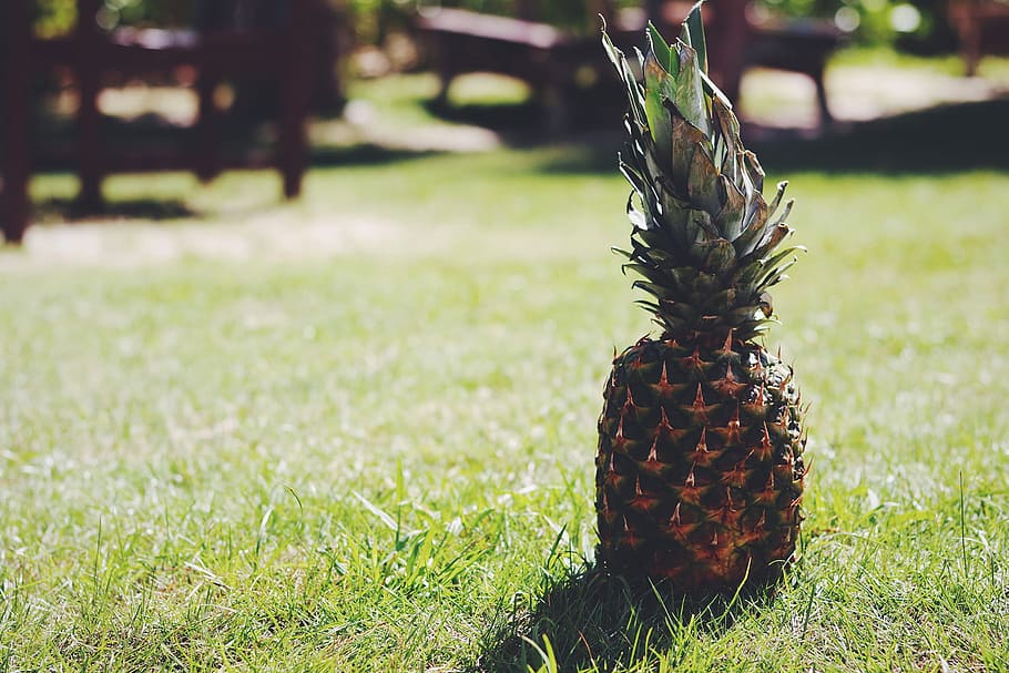 pineapple, rule, thirds photography, rule of thirds, photography, nature, fruit, grass, green Color, outdoors