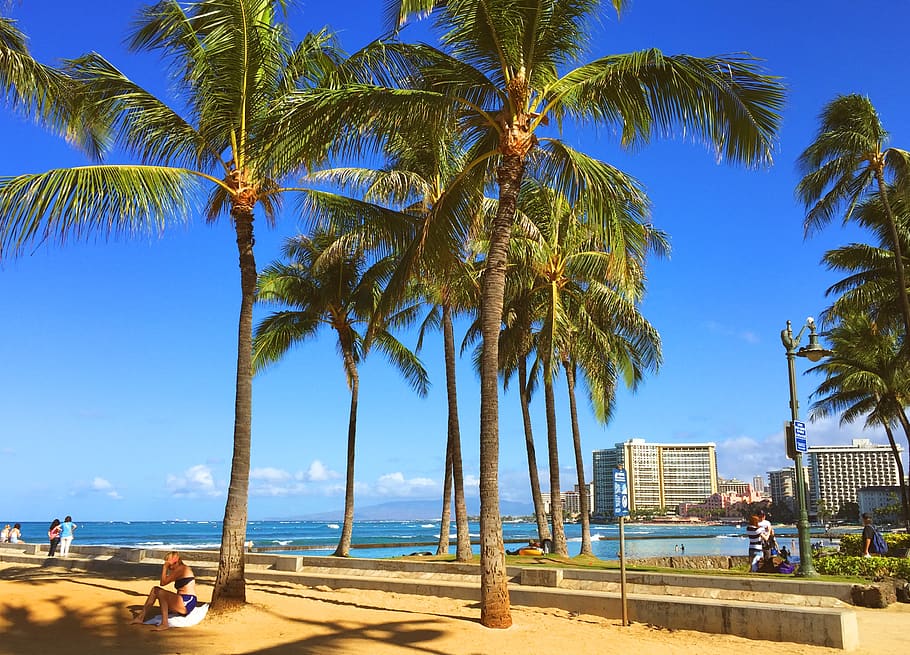hawaii, honolulu, resort, waikiki, beach, sea, palm trees, blue, sky, sandy