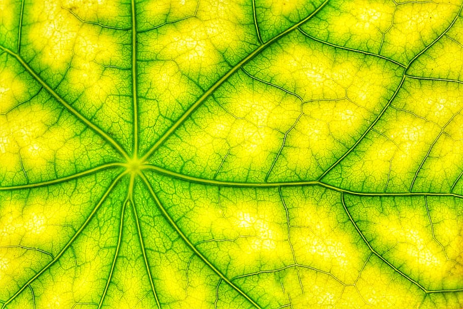 fotossíntese, folha verde, estrutura, veias, células, assimilação, clorofila, oxigênio, CO2, respirar