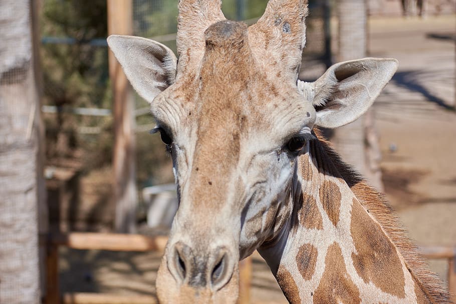 キリン 頭 大きな 動物園 動物 アフリカ 斑点 立っている 動物のテーマ 哺乳類 Pxfuel