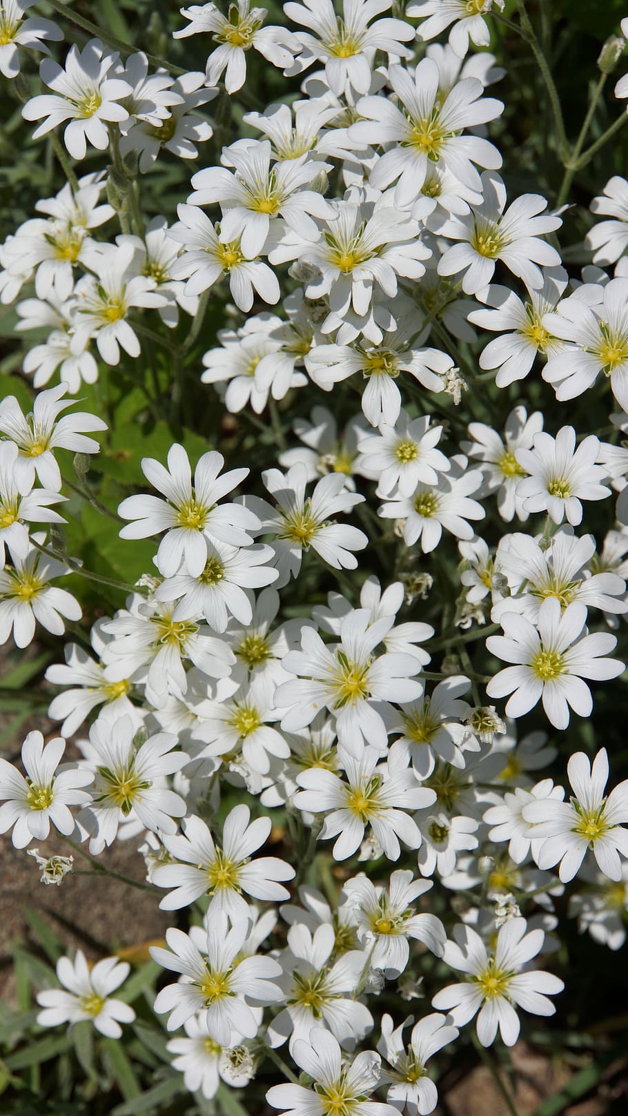 bunga putih, bunga halus, kerudung bunga, tanaman berbunga, bunga, kerapuhan, kerentanan, kesegaran, keindahan di alam, tanaman
