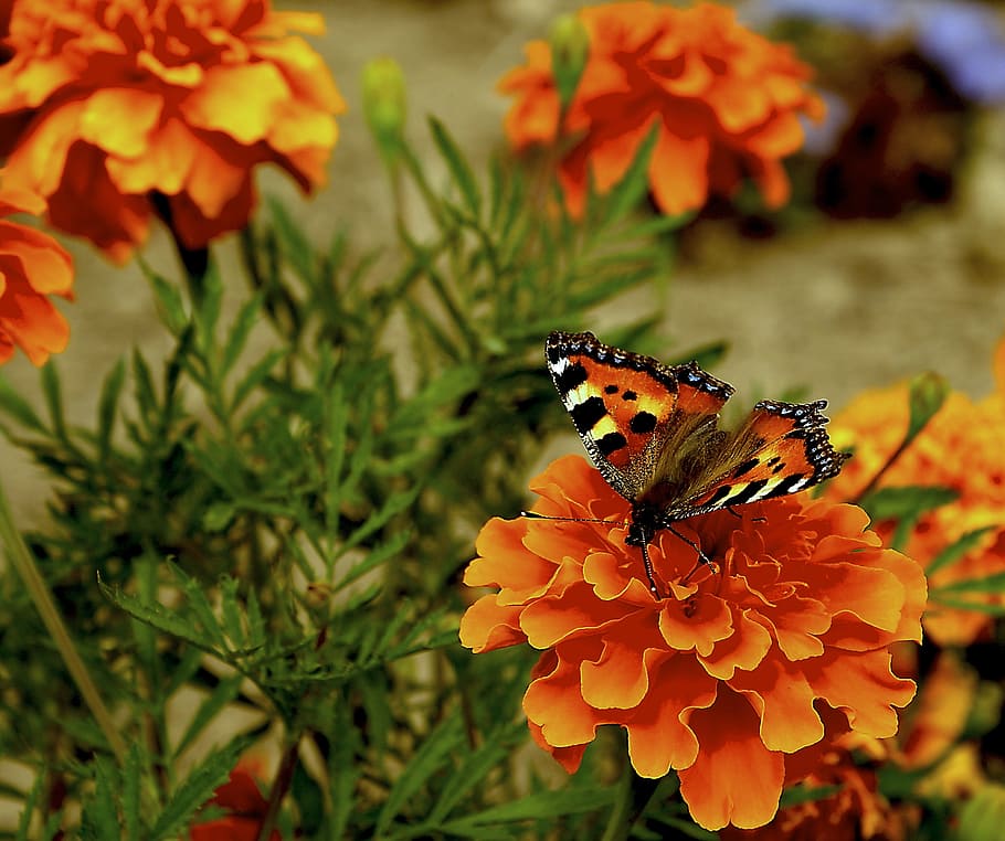 蝶, 花, オレンジ, オレンジ色の花, 植物, 自然, 夏, 午後, 暖かい, 照明