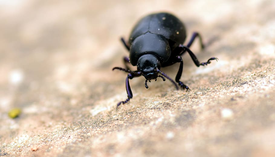 Escarabajo, negro, insecto, animal, naturaleza, cerca, macro, rastreo, escarabajos se arrastra, frontal