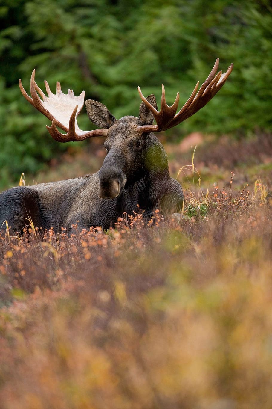 field, resting, animal, male, frontal, elk, moose, deers, animals, fauna