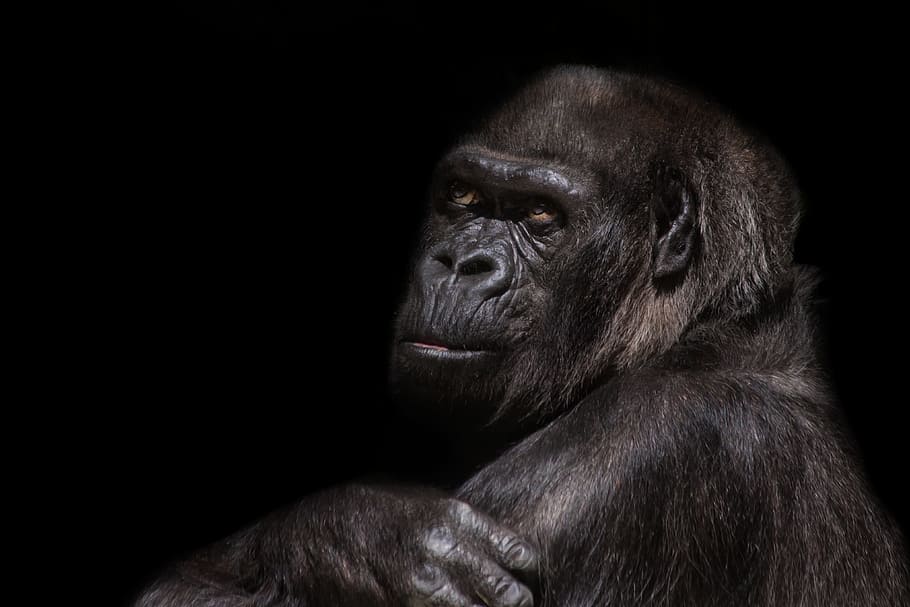 black, gorilla photography, background, gorilla, silverback, monkey, ape, imposing, dominant, animal