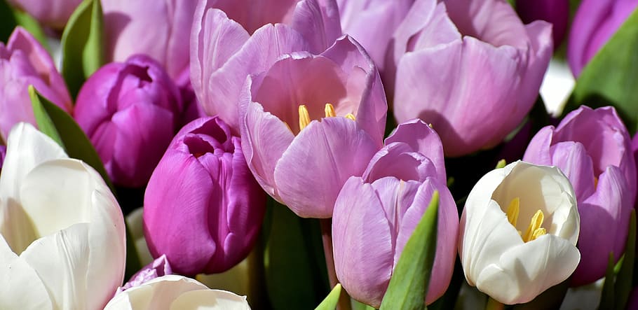 púrpura, blanco, flores de tulipán, tulipanes, primavera, flores, cerrar, violeta, flor de tulipán, tulipanes morados