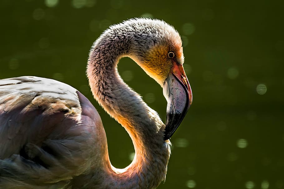 white, flamingo, selective, focus photo, bird, fauna, beak, animal, pen, swan