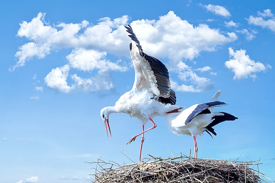 two, white, long, beak birds, nest, stork, bird, animal, fly, white stork