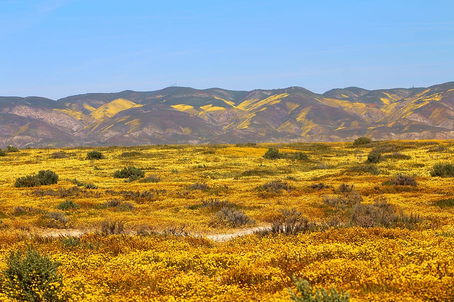 Carrizo Plain, Spring, superbloom, california, nature, wildflowers, scenic, springtime, landscape, natural