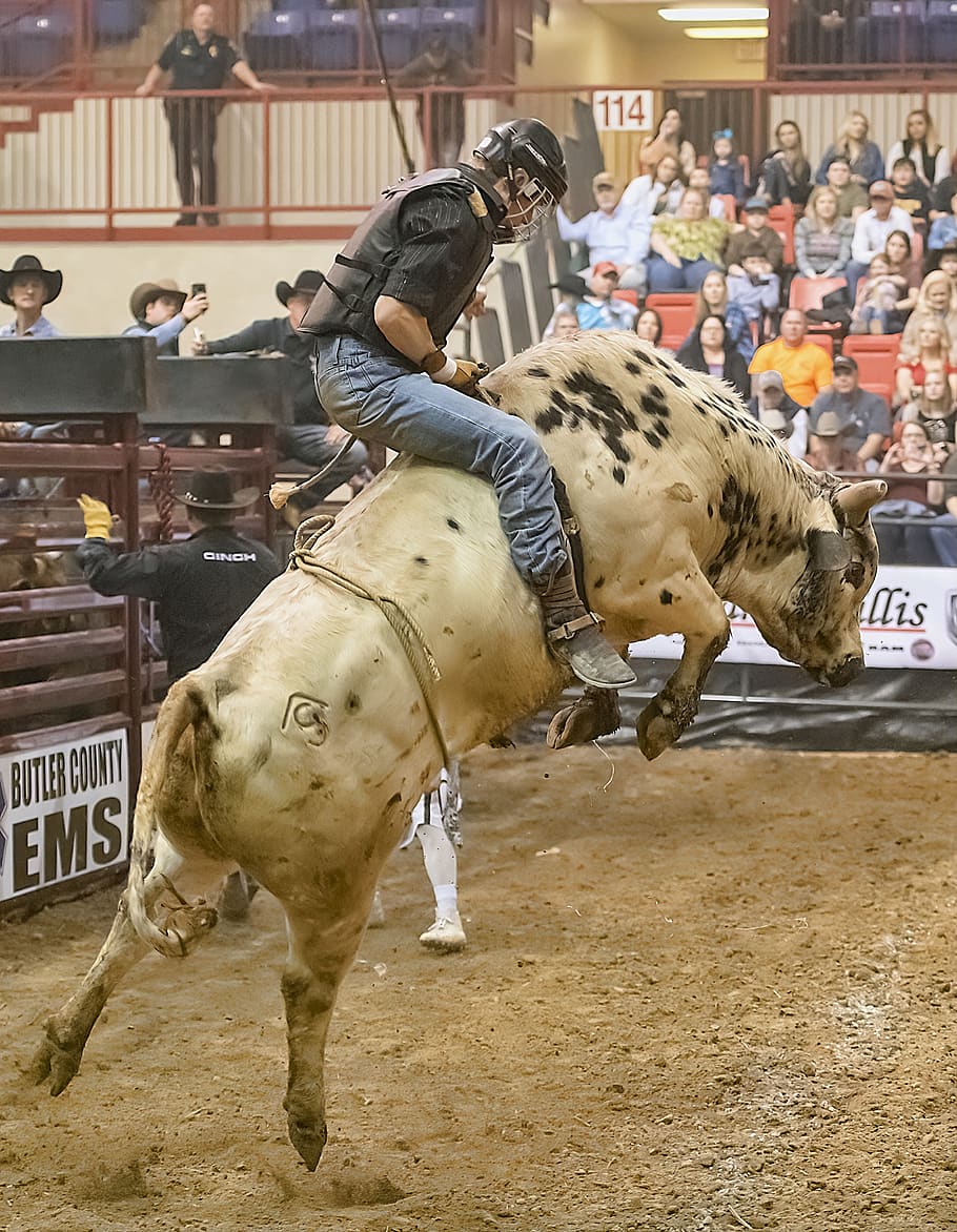 bull, bull rider, bull riding, rodeo, competition, sport, bucking, horses, action, arena