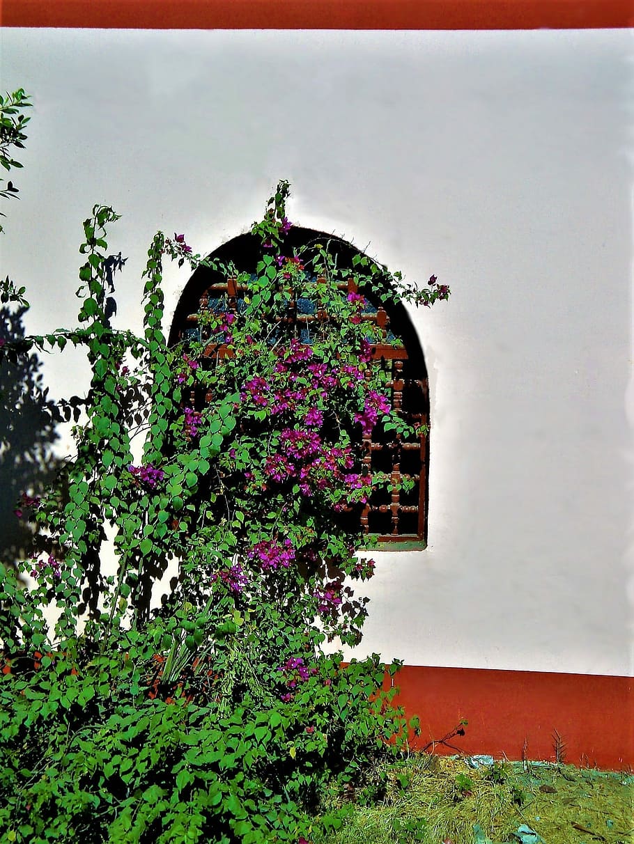 window, oleander, egypt, plant, growth, flowering plant, architecture, flower, built structure, nature