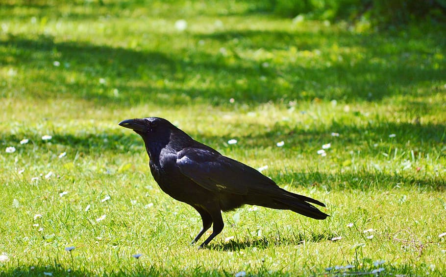 lawn field, daytime, Raven, Crow, Bird, Bird, raven bird, bird, black, animal, carrion crow