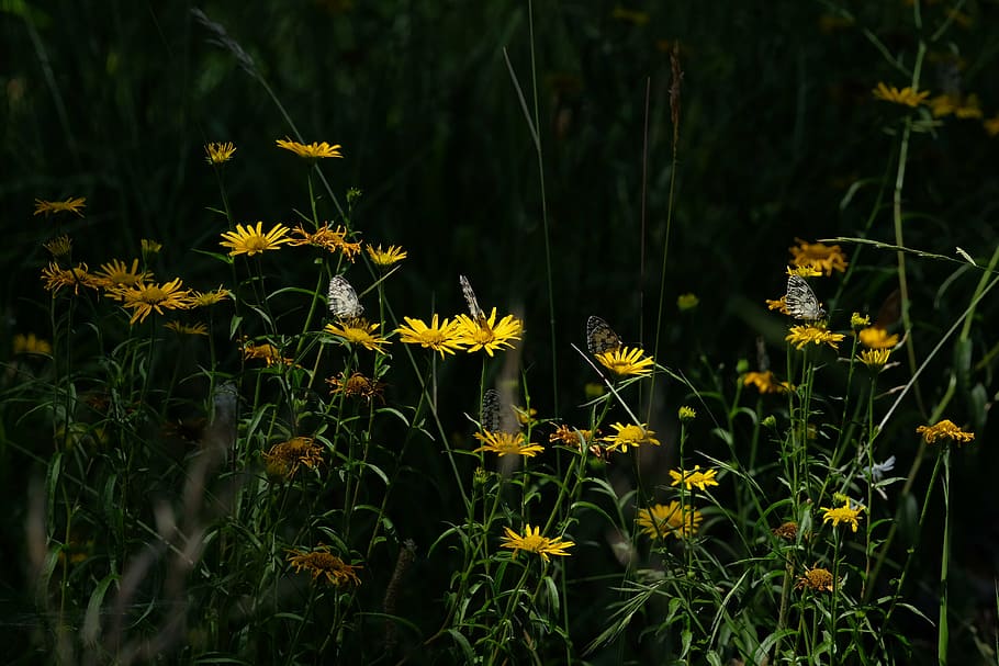 four, paper kite butterflies perching, daisy flowers, selective, focus, photography, sunflowers, flowers, nature, blossoms