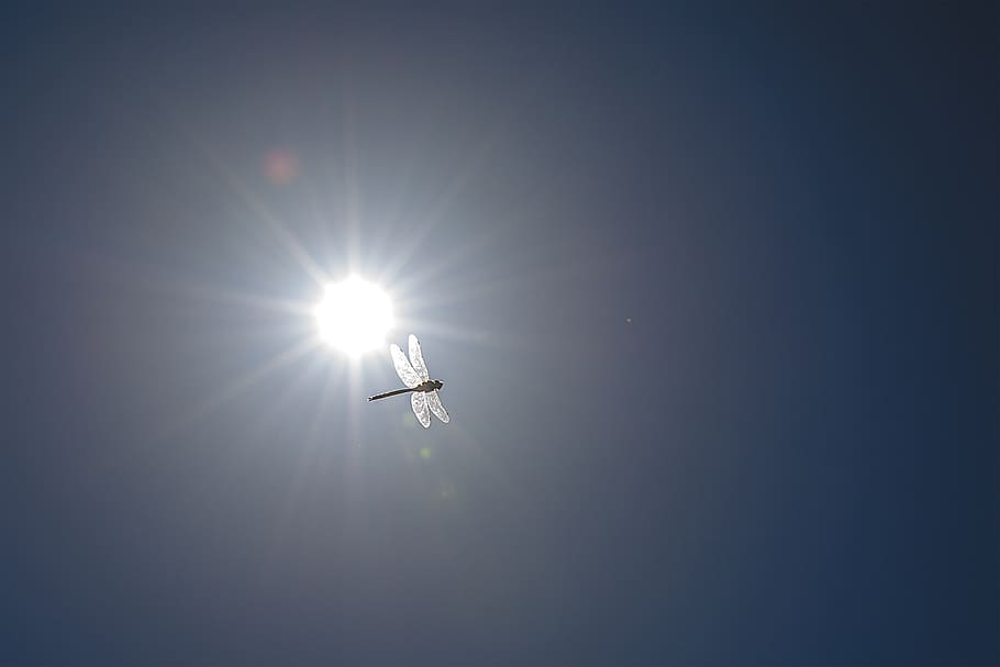 sun, dragonfly, summer, sky, low angle view, sunlight, mid-air, flying, lens flare, sunbeam