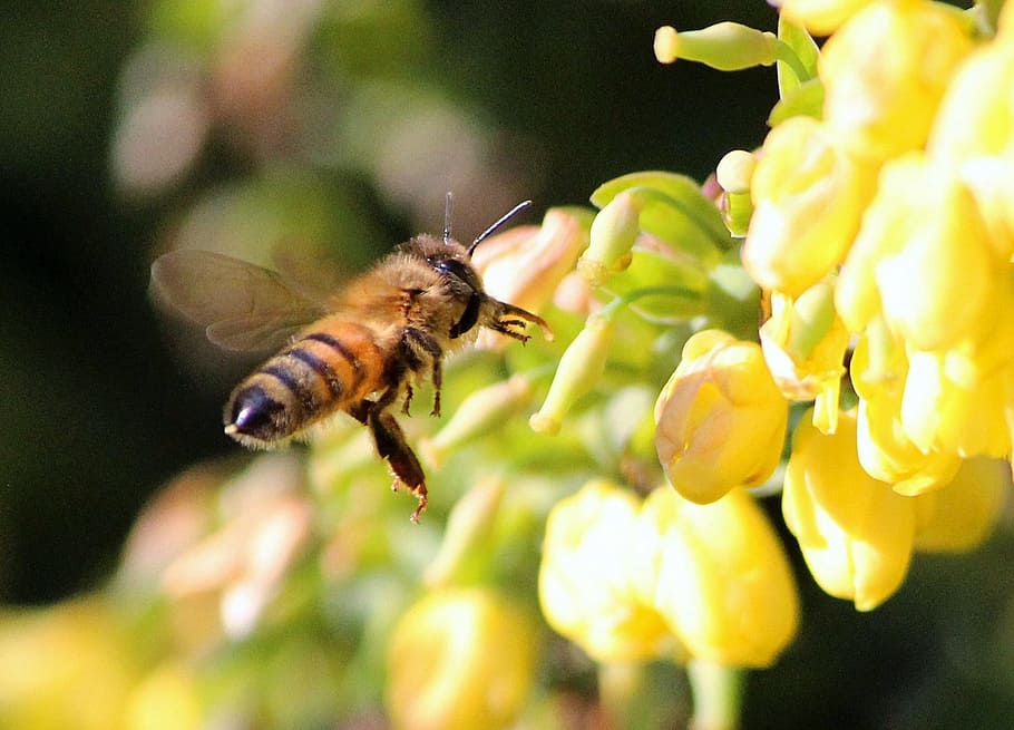 honey bee, hovering, yellow, flowers, insect, sting, nectar, pollinate, worker bee, animal themes
