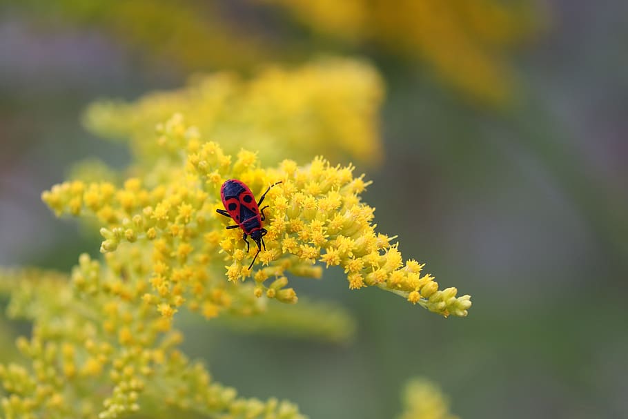 fire bug, pyrrhocoridae, bug, red, black, nature, insect, insect photo, close up, individually