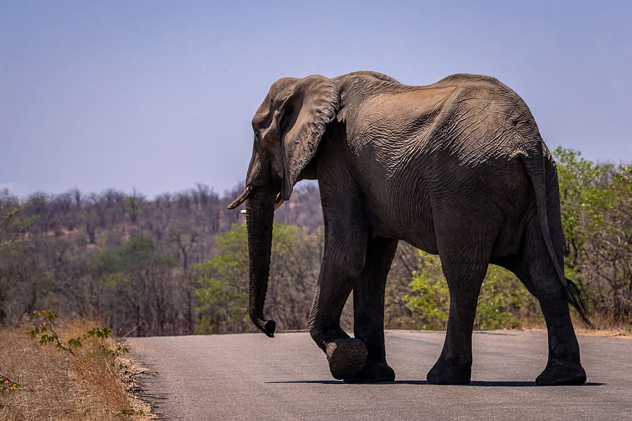 elephant, african bush elephant, safari, south africa, africa, nature, animal, mammal, national park, pachyderm