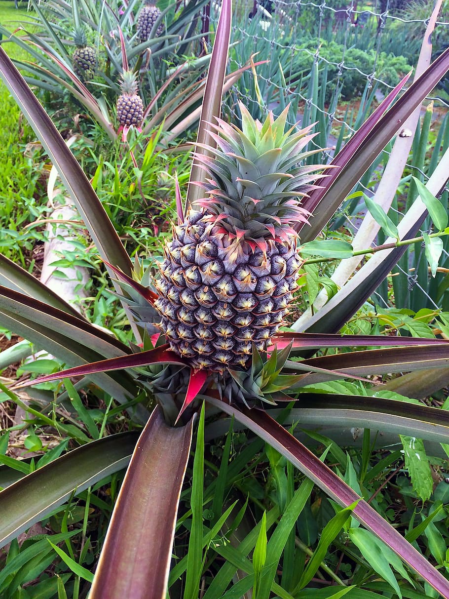 pineapple plant, pineapple, fruit, plant, green, tropical, organic, growing, outdoor, nature