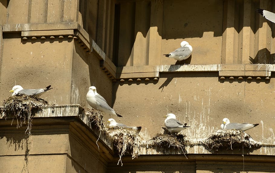 seagull, bird, hatch, nest, boy, parents, shit, stool, building, ledge