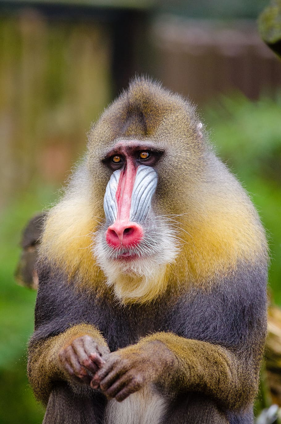 baboon, primate, animal wildlife, animals in the wild, mammal, one animal, vertebrate, focus on foreground, day, close-up