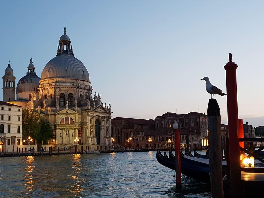 venice, europe, twilight, romantic, basilica, grand canal, seagull, honeymoon, eksterior bangunan, struktur yang dibangun