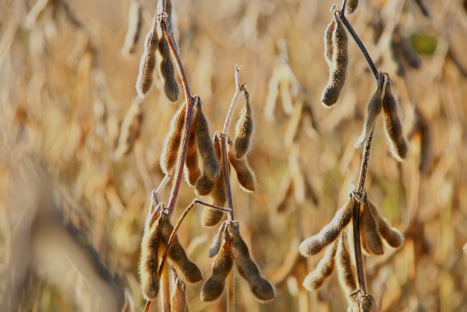 soya bean, harvest, soy beans, crop, landscape, plant, close-up, day, dry, selective focus