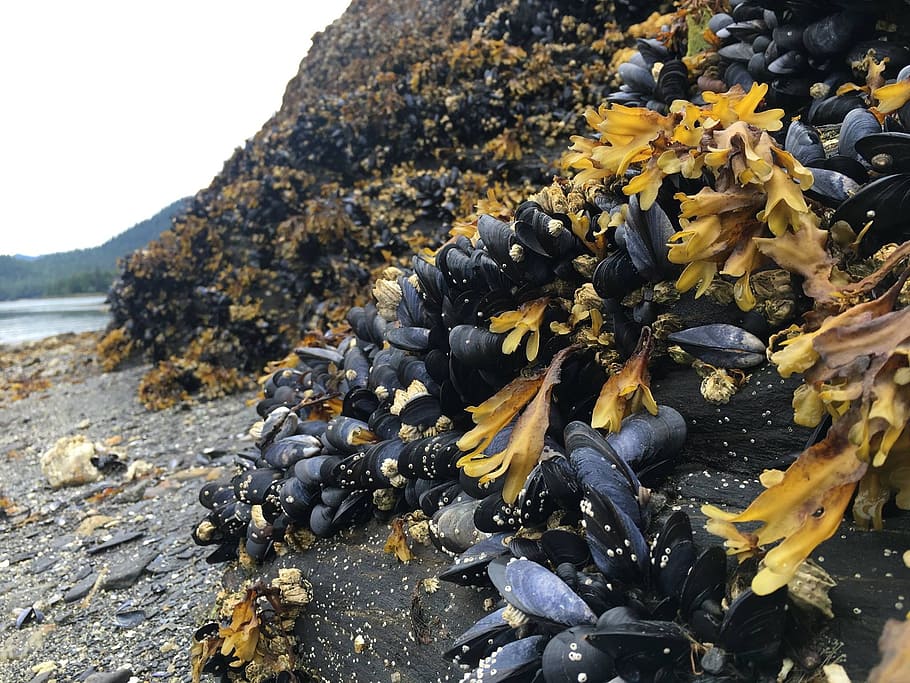 superficial, fotografía de enfoque, negro, almejas, conchas marinas, Ketchikan, Conchas, Alaska, naturaleza, océano