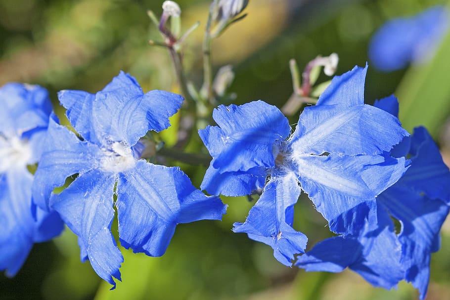 青いleschenaultia, leschenaultia bilboa, 花, ブルーム, オーストラリア, 西オーストラリア州, 植物, ネイティブ, 植物学, ワイルドフラワー