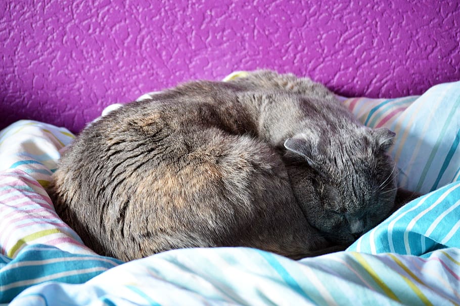 眠そうな, 猫, 抱きしめる, 国内, かわいい, リラックス, カール, 家, ベッド, 毛布
