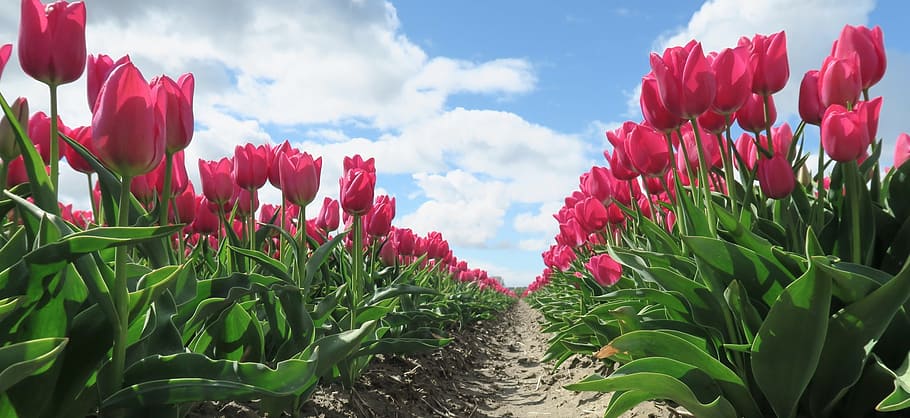 tulips, flowers, holland, flower, netherlands, red tulip, tulip, bulbs, plant, flowering plant