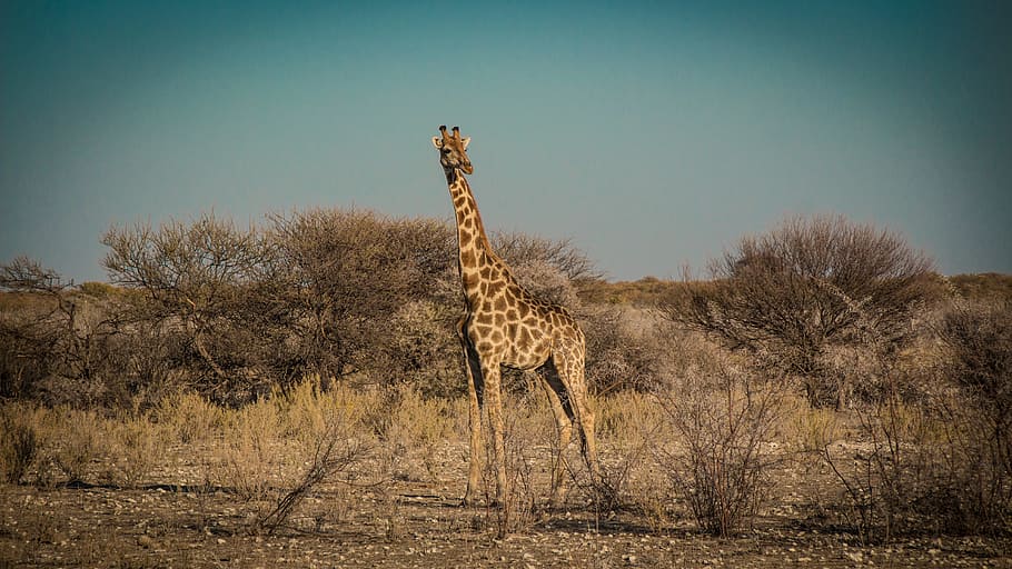 namibia, wildlife, africa, etosha, landscape, safari, nature, water, tourism, wild