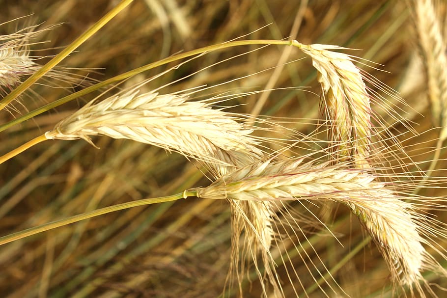 corn, kłos, grains, the cultivation of, village, agriculture, harvest, farmer, cereals, fields