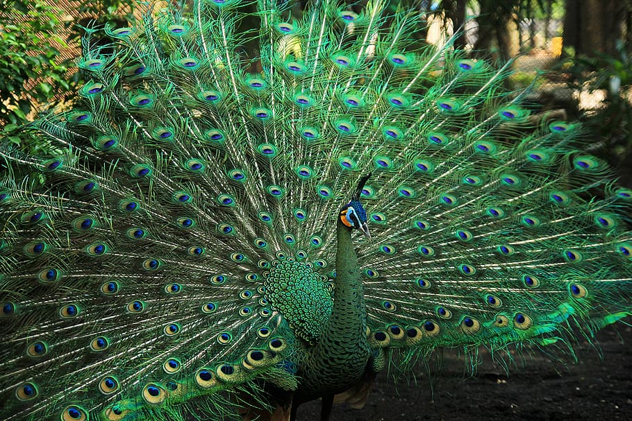 green, color, peacock, colorful, nature, beautiful, blue, bright, animal, beauty