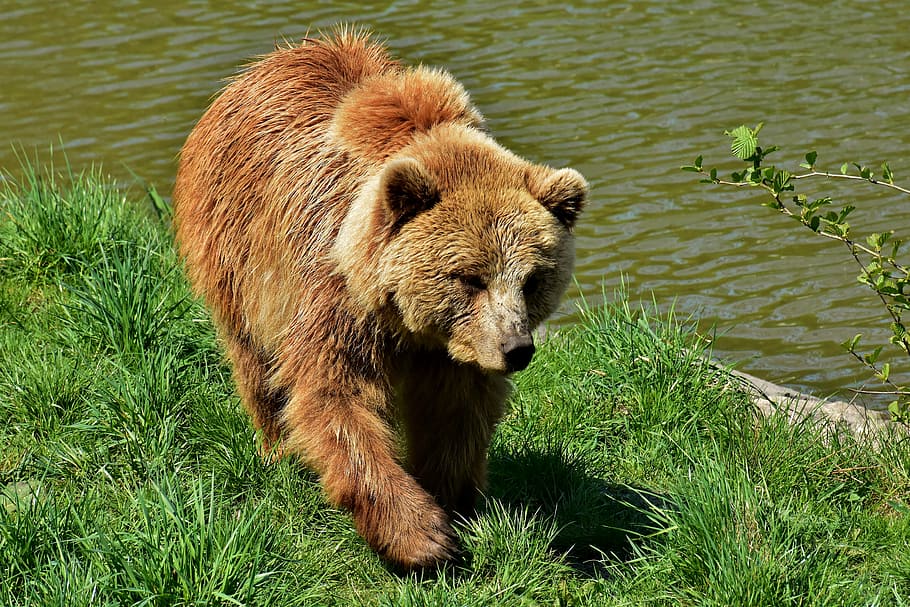 bear, body, water, european brown bear, brown bear, nature park, wild animal, furry, dangerous, wildpark poing