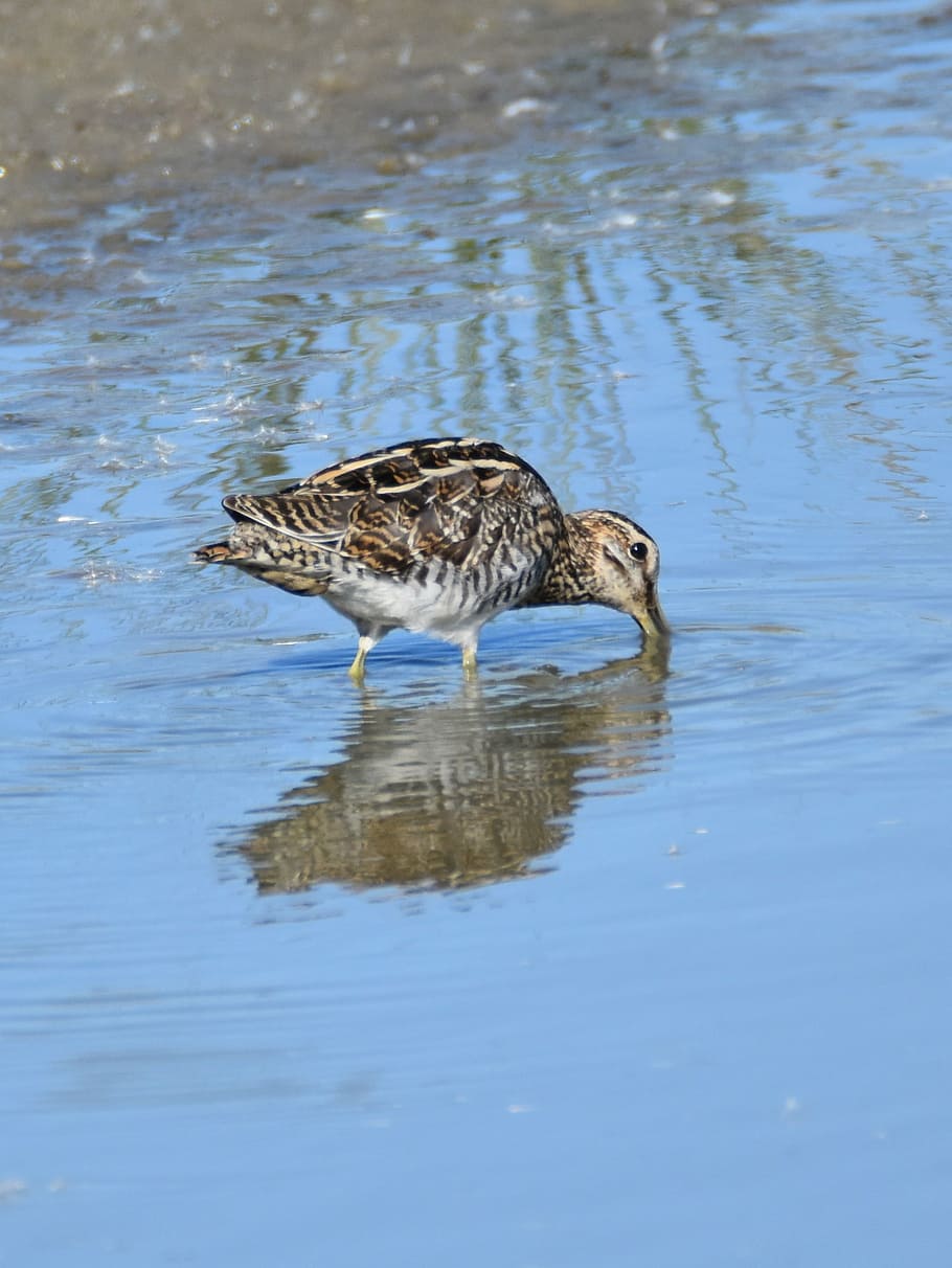 snipe, bird, pond, search food, fauna, nature, wildlife, animal, water, wading Boots