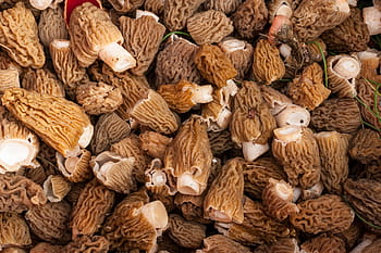 Royalty-free morel photos free download - Pxfuel