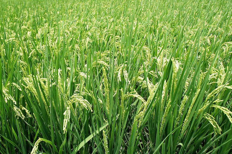 campos de trigo verde, planta, arroz, espiga, verde, agricultura, naturaleza, granja, arroz paddy, escena rural