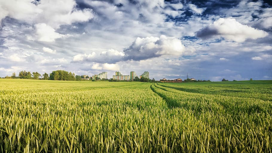 Field, Rye, Corn, Agriculture, the cultivation of, landscape, summer, kłos, field crops, cereals