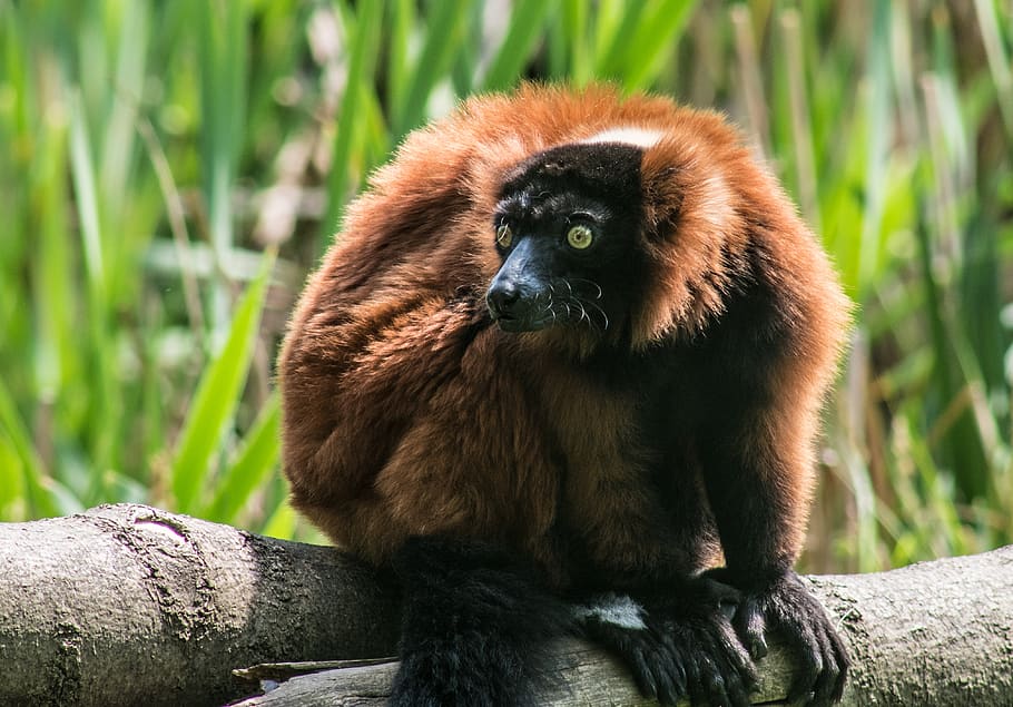 lemur coklat besar, Mamalia, lemur, bulu, hewan, pohon memanjat, menarik, monyet, kubung, mata