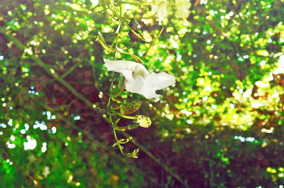branco, flor de pétalas, flor, seletivo, foto de foco, fotografia, pétala, horário, e, árvores