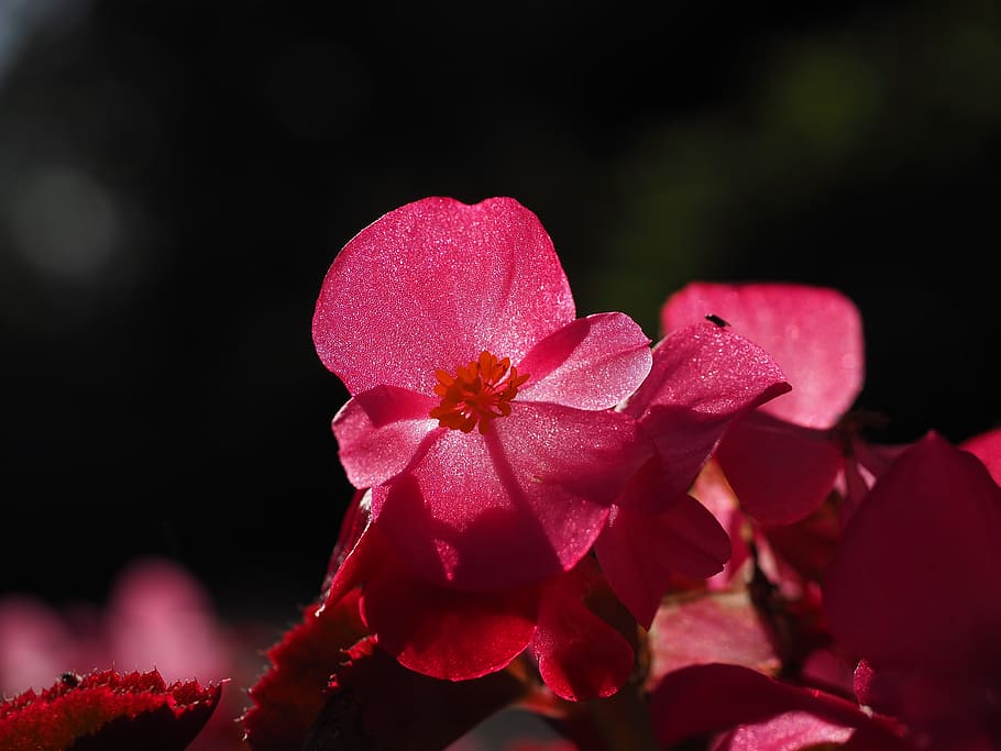 blossom, bloom, close up, backlighting, detail, ice begonia, flower, red, macro, flora